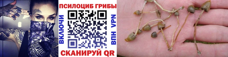 Купить закладки  Челябинск  Галлюциногенные грибы Cubensis 